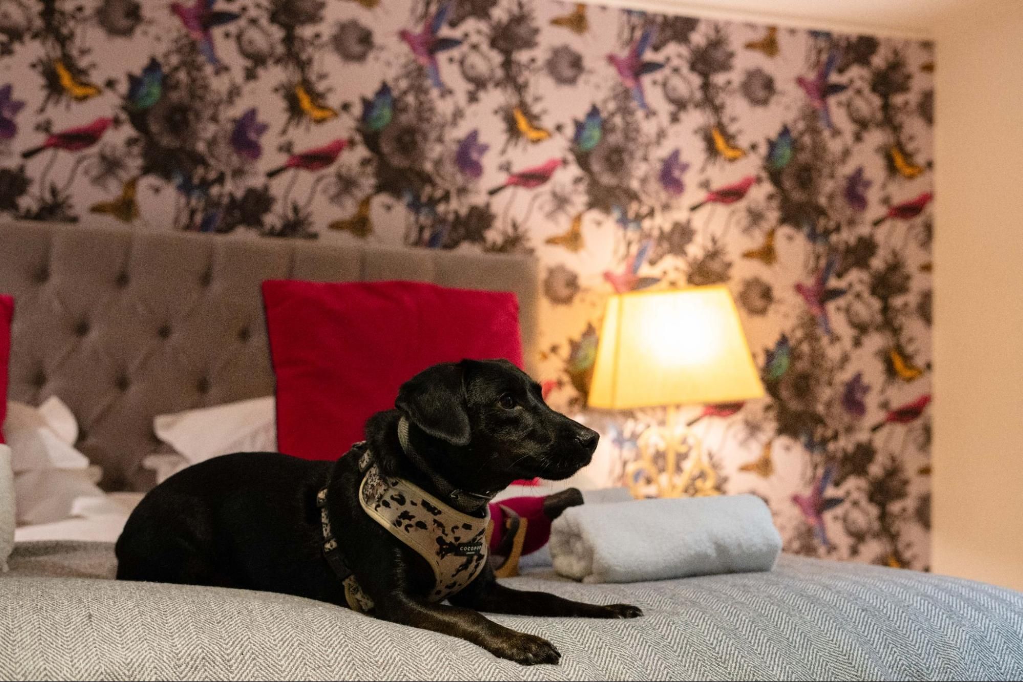 Paws for a Pint: The Dog-Friendly White Hart Overton